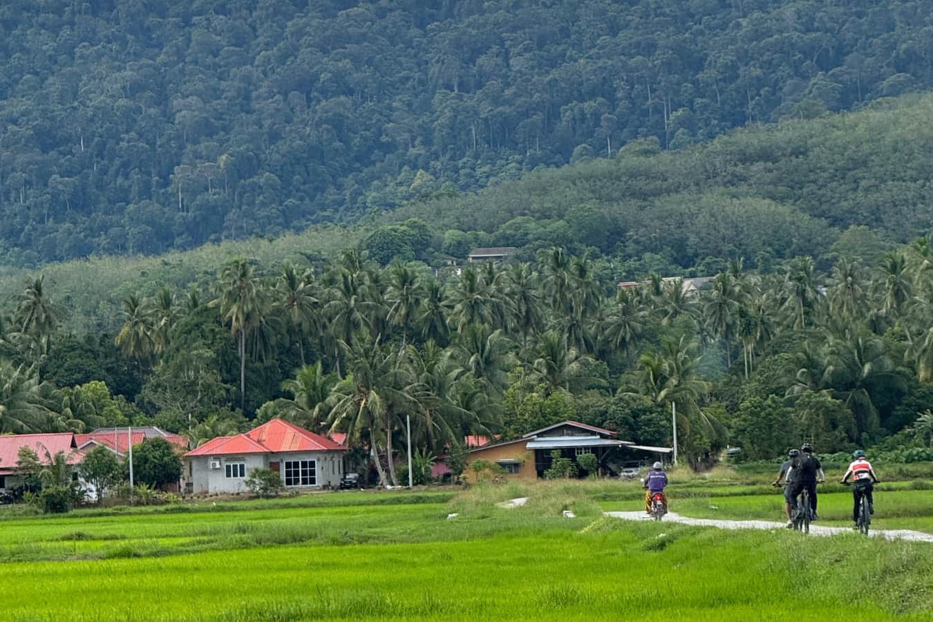 Langkawi Paddy Field Countryside Cycling Tour